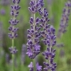 Lavandula angustifolia 'Elisabeth' -- Lavendel